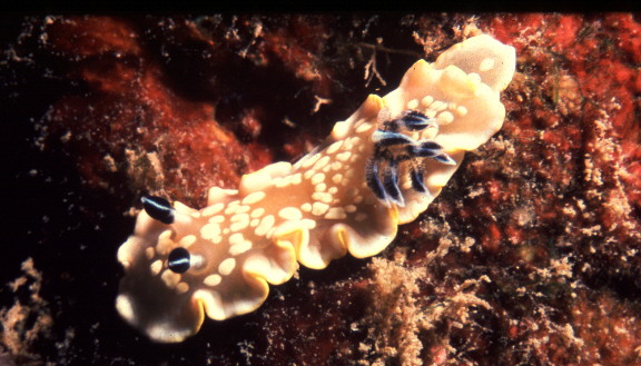 Glossodoris tomsmithi